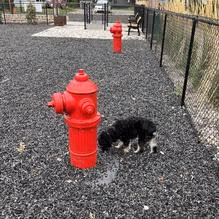 Sprocket Dog Park photo 1